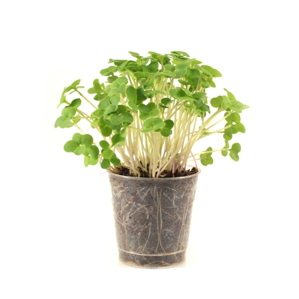 Brokolica semená na microgreens 100 g